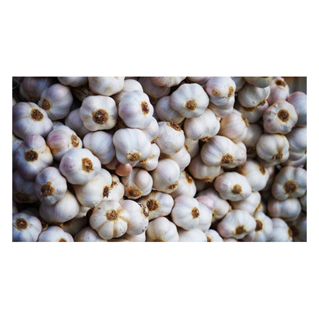 Garlic – 175 Grams