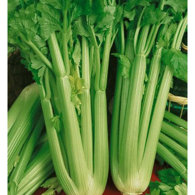 Celery (Each)