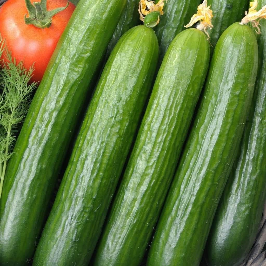 Large Cucumber (2 pcs)